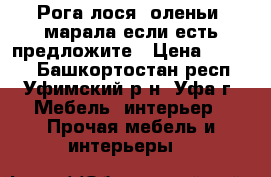 Рога лося, оленьи, марала если есть предложите › Цена ­ 1 234 - Башкортостан респ., Уфимский р-н, Уфа г. Мебель, интерьер » Прочая мебель и интерьеры   